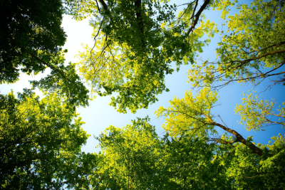 Trees and blue sky