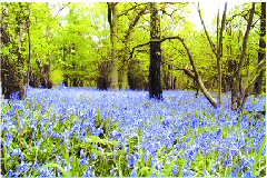 photo of bluebells in Millsons wood