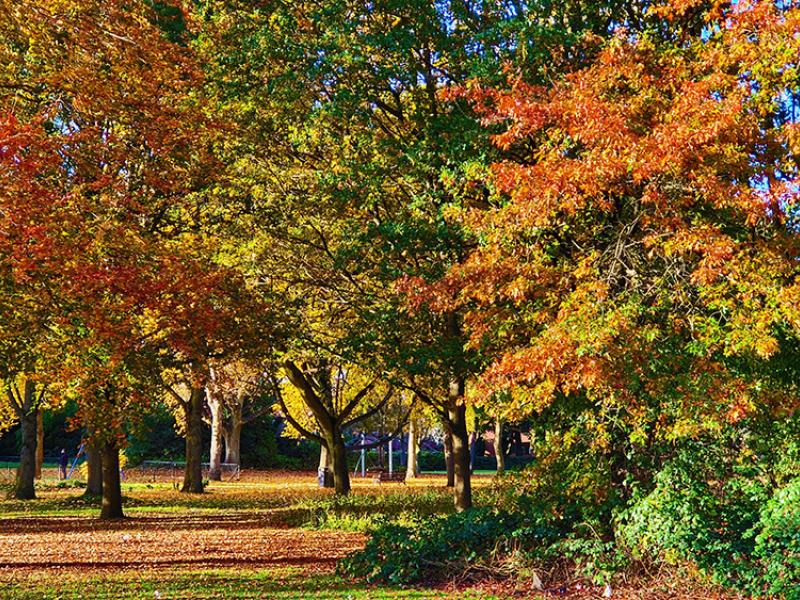 autumn trees on Homer Road