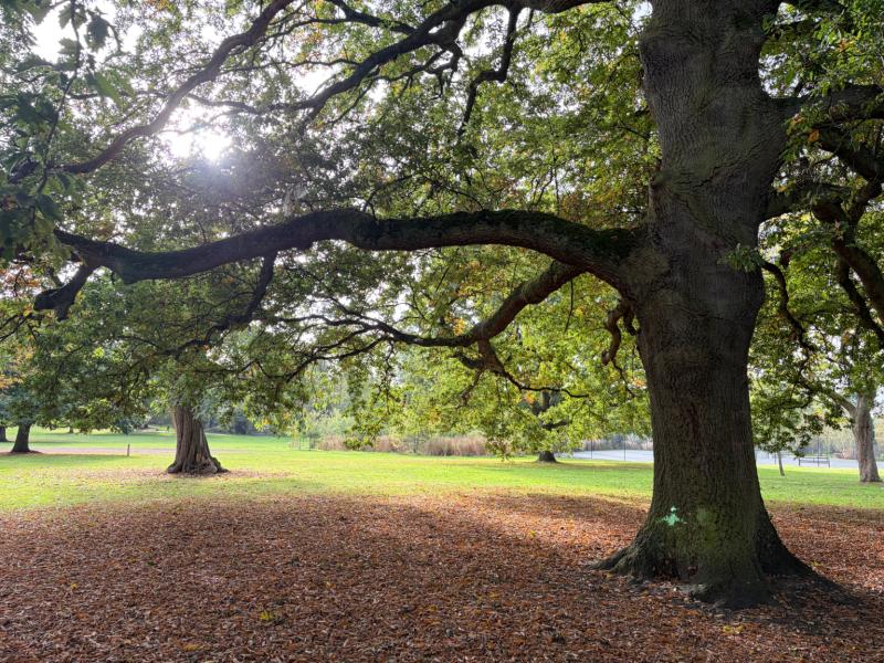 Tree in Brueton Park during autumn with leaf fall