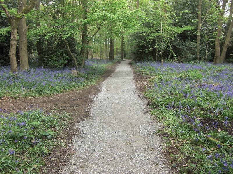 Picture of Palmers Rough including trees and bluebells
