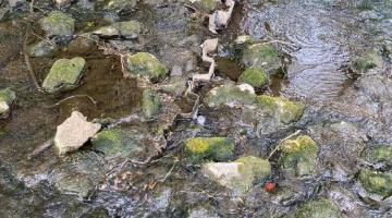 Rock ramp in Blythe River, Brueton Park