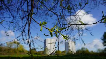 Trees with high-rise buildings in Chelmsley Wood