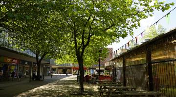 Photo of a green tree in Mell Square 